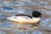 Picture of Common Merganser3｜The male's head is dark green.