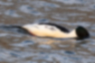 Picture of Common Merganser4｜About to dive.