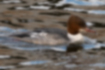 Picture of Common Merganser5｜Female on the water surface.