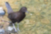 Picture of Brown Dipper1｜The whole body is brown.