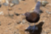 Picture of Brown Dipper2｜It is holding an aquatic insect prey.