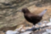 Picture of Brown Dipper3｜It looks like a big wren with its tail up.