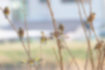 カワラヒワの写真2｜群れで行動しています。風切羽が黄色いです。