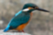 Picture of Common Kingfisher2｜The tail is shiny and bright blue.
