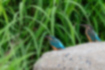Free images of Common Kingfisher｜「They were on the block in pairs.」