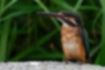 Picture of Common Kingfisher4｜The underside of the female beak is red.