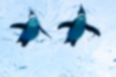 ケープペンギンの写真｜「空を飛んでいるようにみえます。」