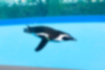 Picture of African penguin4｜The figure swimming in front of you.
