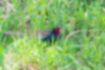 キジの写真2｜河川敷の草むらにいました。