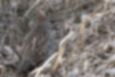 キジの写真6｜藪によくなじむ色合いをしています。