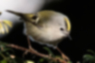キクイタダキの写真1｜頭頂部に黄色い羽毛が生えています。