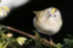 キクイタダキの写真｜「つぶらな目で可愛らしい顔をしています。」