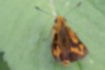 キマダラセセリの写真3｜翅の表面はオレンジと褐色が交互に並びます。