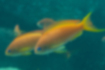 Picture of Sea goldie2｜an orange female.