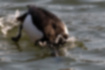 キンクロハジロの写真｜「全身で潜って餌を探します。」