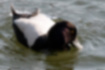 キンクロハジロの写真5｜だいぶ無防備な格好で背泳ぎをしています。