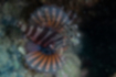 Picture of Zebra turkeyfish2｜Fan-shaped pectoral fins.