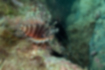 Picture of Zebra turkeyfish4｜Near Otohime shrimp.