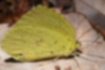 キタキチョウの写真4｜翅は一様に黄色いです。