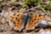 キタテハの写真｜「オレンジの地に黒の斑点が特徴です。」