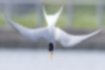 Free images of Little Tern｜「Swoop down to catch fish.」