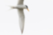 コアジサシの写真3｜長い翼と尾羽が優雅です。