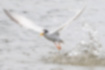 Free images of Little Tern｜「It landed but the hunt was unsuccessful.」