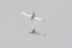 コアジサシの写真6｜空中で揉み合いになっていました。