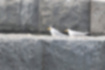 コアジサシの写真7｜ブロックの上のペアです。