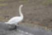 Picture of Mute Swan2｜Total length is 150cm.