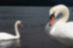 Picture of Mute Swan4｜They were in pairs.
