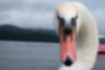 Free images of Mute Swan｜「This is the face seen from the front.」