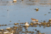 Free images of Little Ringed Plover｜「Came here with just one bird.」