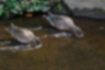 コガモ | 湯殿川の浅瀬で藻を食べています。