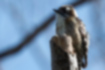 Free images of Japanese Pygmy Woodpecker｜「MMove through the trees.」