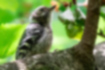 Free images of Japanese Pygmy Woodpecker｜「Perched on a cherry tree.」