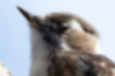 Free images of Japanese Pygmy Woodpecker｜「The nictitating membrane is half closed.」