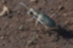 コハンミョウの写真1｜銅色の翅の縁から白い紋が走ります。