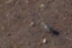 コハンミョウの写真3｜草の少ない地面にいました。
