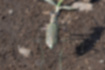 コハンミョウの写真4｜少し浮いているような印象を受けます。