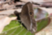 コジャノメの写真｜「裏面の縁に大小の模様が並びます。」