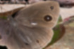 コジャノメ | 色は褐色で、翅の縁に細かい毛が生えています。