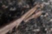 コカマキリの写真1｜枯れ葉のような褐色です。