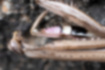 コカマキリの写真3｜前肢の鎌の付け根は紫色をしています。