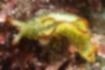コノハミドリガイの写真1｜全身が緑色・緑褐色です。