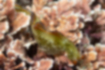 コノハミドリガイの写真｜「縁は黒とオレンジです。」
