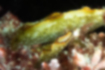 コノハミドリガイの写真4｜海藻の中にいました。
