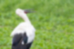 Free images of Japanese white stork｜「It cared about the sky.」