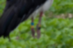 Free images of Japanese white stork｜「JO141 male」