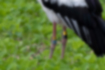 Free images of Japanese white stork｜「JO133 female」